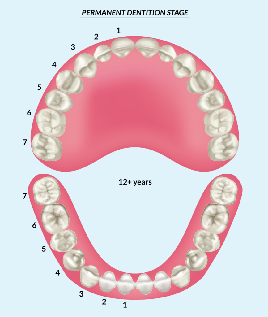 Permanent dentition stage