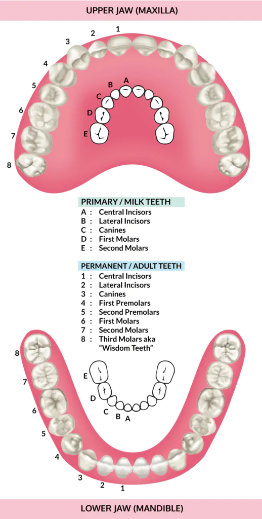 Chart showing all the teeth and their names